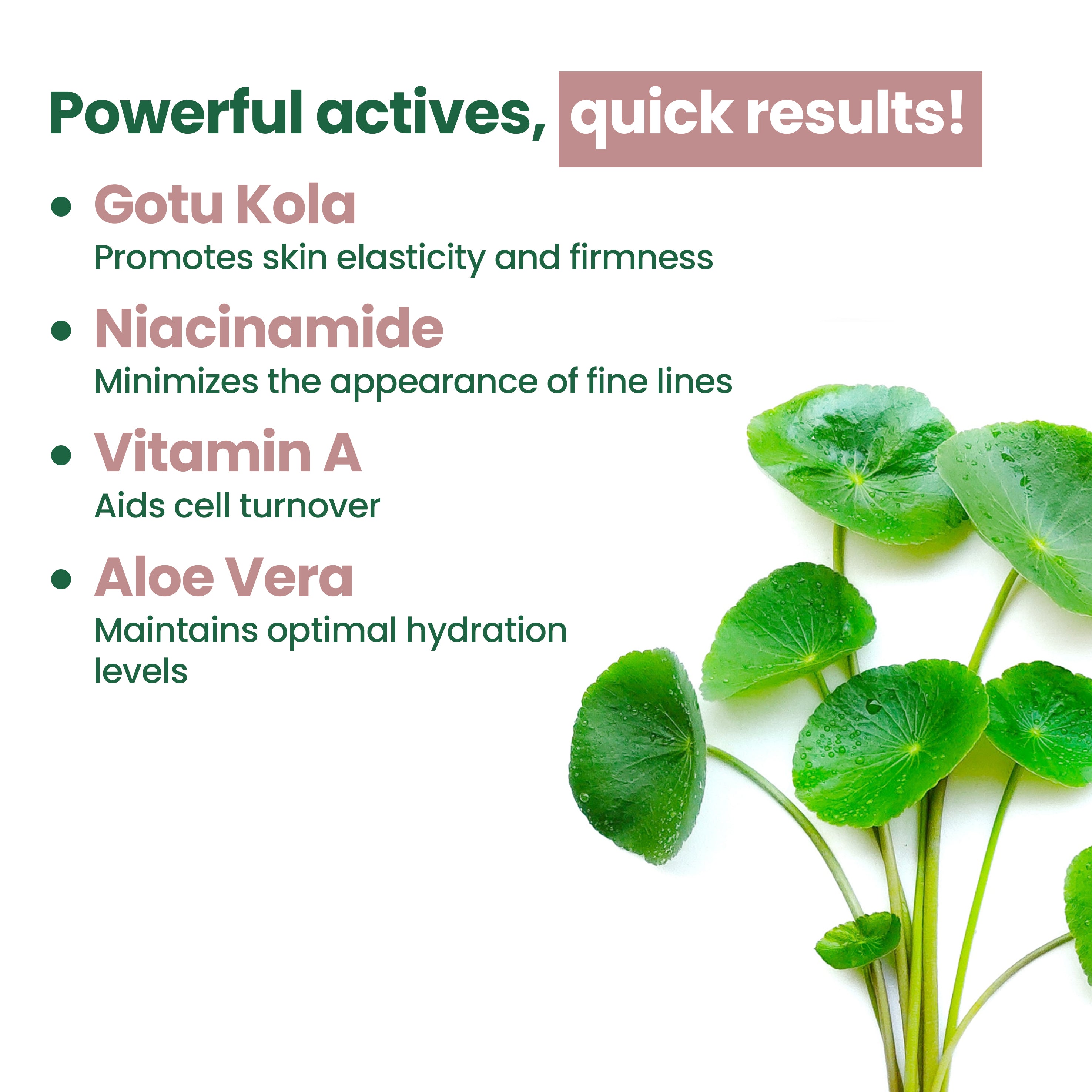 Gotu Kola Night Cream BOGO Offer