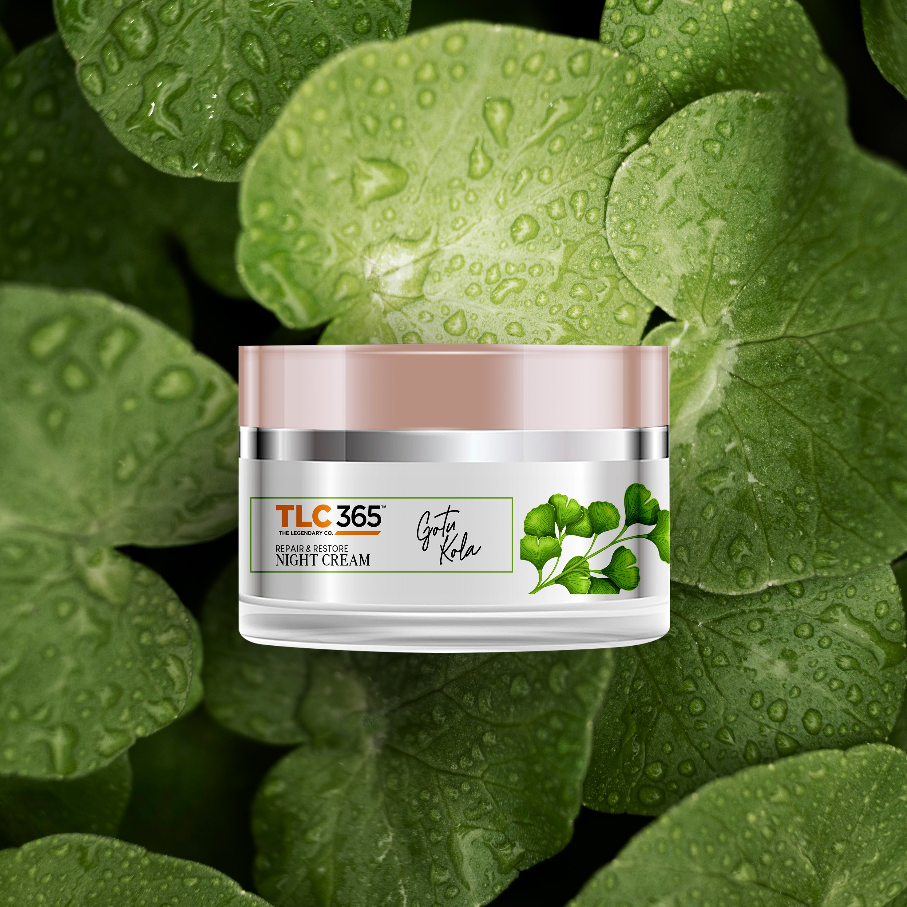 Gotu Kola Anti Ageing Night Cream with Vitamin A and Niacinamide for Collagen Boost