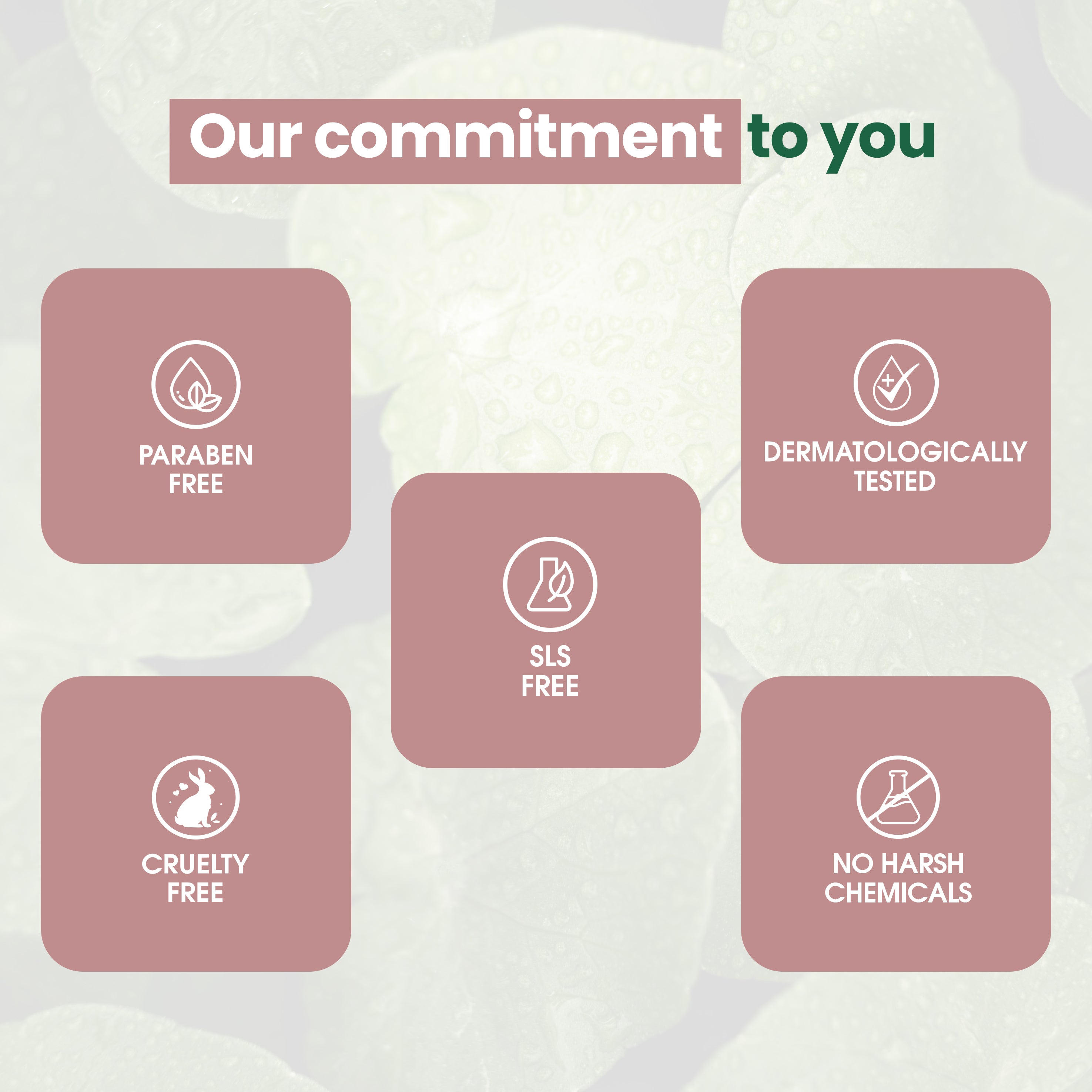 Gotu Kola Night Cream BOGO Offer